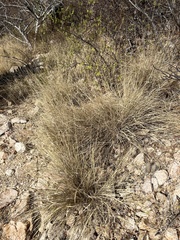 Bouteloua reflexa
