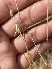 Bouteloua reflexa