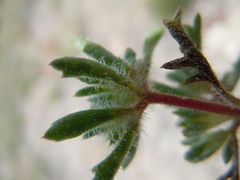 Ipomopsis polycladon