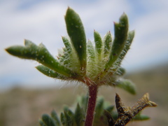 Ipomopsis polycladon