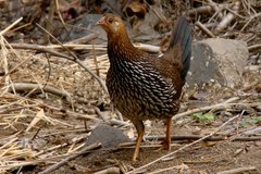 Galloperdix spadicea