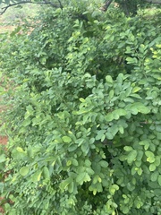 Phyllanthus pinnatus