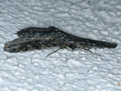 Ectropis fractaria