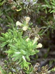 Helichrysum asperum glabrum