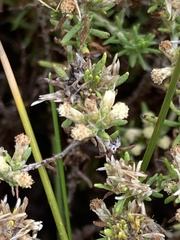 Helichrysum asperum glabrum