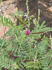Tephrosia polystachya polystachya