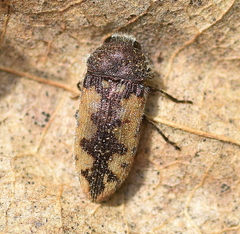 Acmaeodera pilosellae