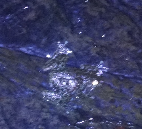 Torrent Tree Frog, Mosleyia nannotis