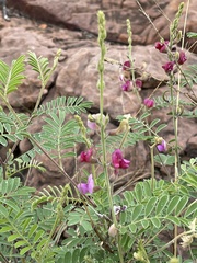 Tephrosia polystachya polystachya