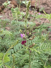 Tephrosia polystachya polystachya