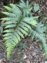 Microlepia calvescens