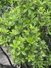 Diospyros lycioides lycioides