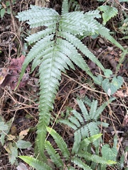 Microlepia calvescens
