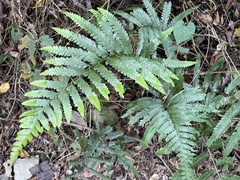 Microlepia calvescens