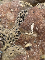 Brachidontes
