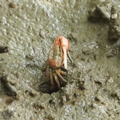 Tubuca rosea
