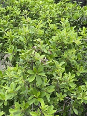 Diospyros lycioides lycioides