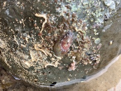Amblychilepas oblonga