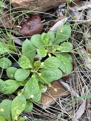 Paramollugo nudicaulis