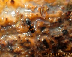 Glischrochilus quadripunctatus