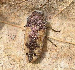 Acmaeodera pilosellae
