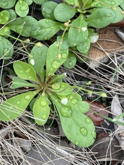 Paramollugo nudicaulis