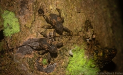 Methidrysis afflicta