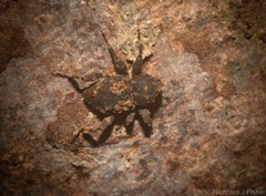 Methidrysis afflicta