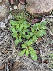 Paramollugo nudicaulis