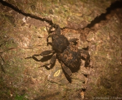 Methidrysis afflicta