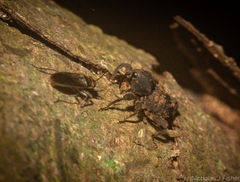 Methidrysis afflicta