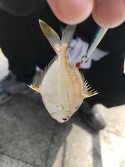 Leiognathidae