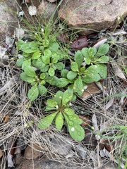 Paramollugo nudicaulis