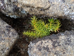 Athrotaxis selaginoides