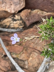 Barleria spinosissima