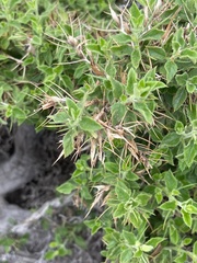 Barleria spinosissima