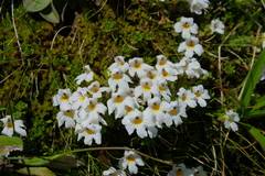 Euphrasia petriei