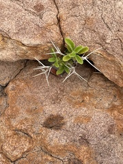 Barleria spinosissima