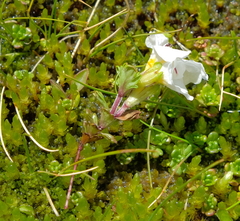 Euphrasia petriei