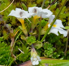 Euphrasia petriei