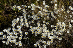 Celmisia bellidioides