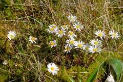 Celmisia bellidioides