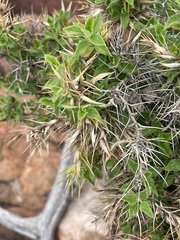 Barleria spinosissima