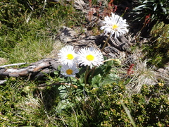 Brachyscome decipiens