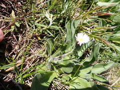 Pappochroma bellidioides