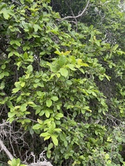 Artabotrys brachypetalus