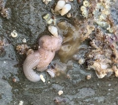 Baseodiscus delineatus