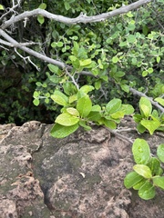 Artabotrys brachypetalus