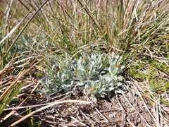 Argyrotegium fordianum