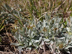 Argyrotegium fordianum
